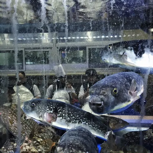 Swellfishes and other fishes are seen in a water tank at 