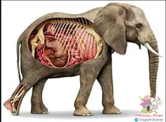 #بدانید فیل ها طولانی ترین دوران بارداری را در بین حیوانا