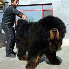 گران ترین ، بزرگترین و قوی ترین سگ دنیا است #فردوس_برین