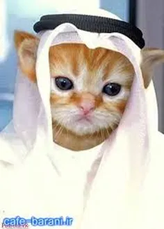 گربه عرب