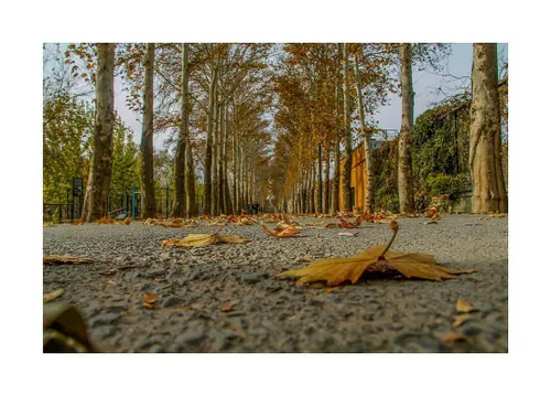 در این صبحِ تماشاییِ پاییز 🍂