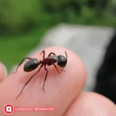 مورچه ای رو پیدا کنید و پاتون رو جلوی راهش قرار بدین، چه 