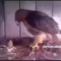 عقاب بیچاره رو سرکار گذاشتن