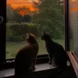 drbhshtyhmyd