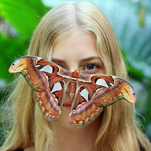 "پروانه اطلس" بزرگترین پروانه!!! نکته جالب درباره این پرو