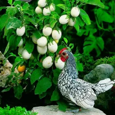 گیاه بادمجان سفید که به انگلیسی بهش میگن eggplant یعنی گی