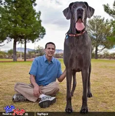 بلندترین و بزرگ ترین سگ دنیا
