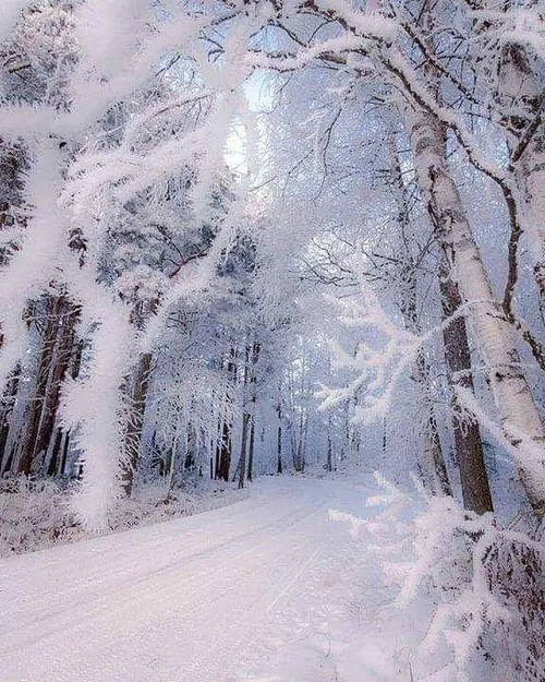 خلاقیت خالق طبیعت زیبا برف
