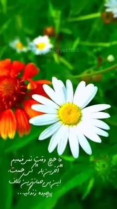 ما هیچ وقت نمی‌فهمیم 