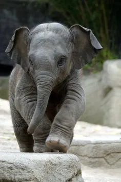 elephen