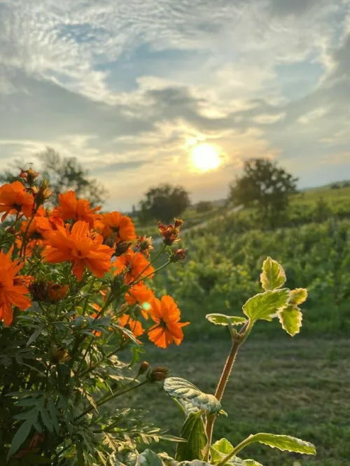 زیــبایی