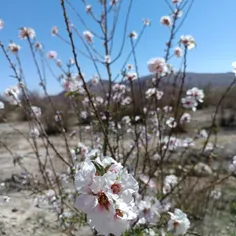 Theflower,Prunusdulcis