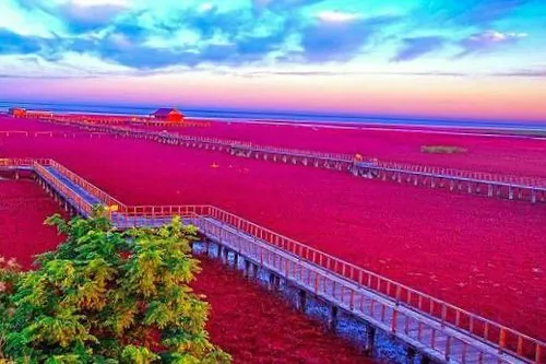 یکی از جاذبه های چین دشت قرمز چین است که بدلیل خاک مساعد 