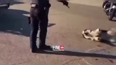 این سگ هاسکی از نژاد خانگی به دست پلیس کالیفرنیای آمریکا 