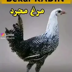 مجردلایک‌کنی‌متاهل‌نگاه‌کنی