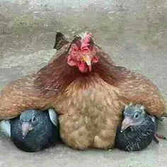 چه مرغ با مرامی