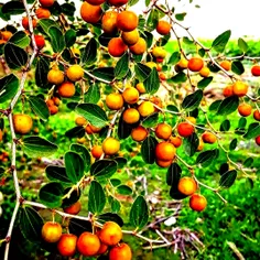 طبیعت زیبای فراشبند🌱