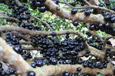 انگور برزیلی: Jaboticaba
