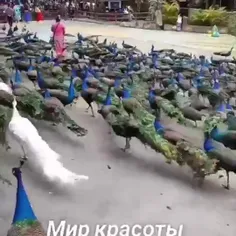 چینم معدن طاووسه