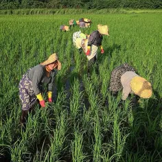 Farmers working on a paddy field. #Rasht, #Gilan, #Iran. 