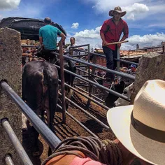 Feria de ganado en Marinilla, Colombia. Cattle fair in Ma