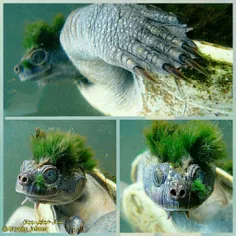 لاکپشت عجیب"mary river  turtle "یکی از بزرگترین لاک پشتها