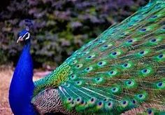 این هم یک طاووس زیبا