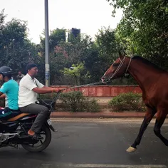 An Indian man leads a horse on the streets in #Delhi #Ind