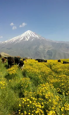 دماوند زیبا