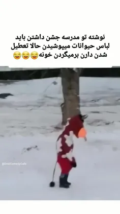 عاشق راه رفتن خرگوشه شدم😂