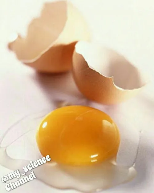 زرده تخم مرغ را میتوان خام مصرف کرد ولی سفیده آنرا خیرسفی