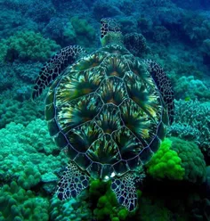 لاک‌پشت به این زیبایی دیده بودین؟