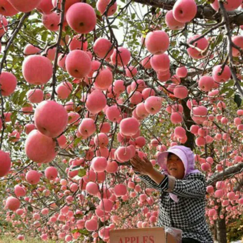این تصویر بی نهایت زیبا باغ سیب در شاندونگ چین است...