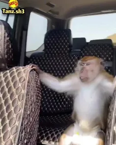 استرس میمون از ماشین سواری🤣😂🤣