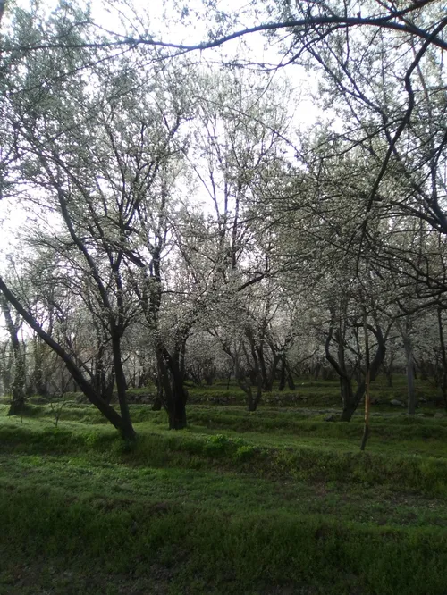 طبیعت زیبای بهاری روستای زیبای علویان