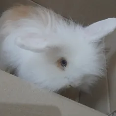 خرگوش خریدم از نژاد لُپ ...تازه بچم ۳ ماهشه و اسمشم گذاشت