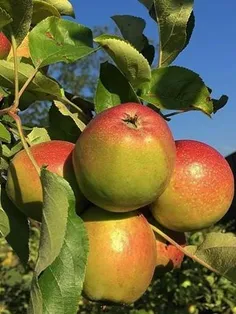 #خوراکی #میوه‌ها #سیب #تصویر_پس_زمینه  ،