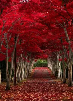 #جنگل #طبیعت #سرخ #کپی_با_ذکر_صلوات_جهت_سلامتی_و_تعجیل_در