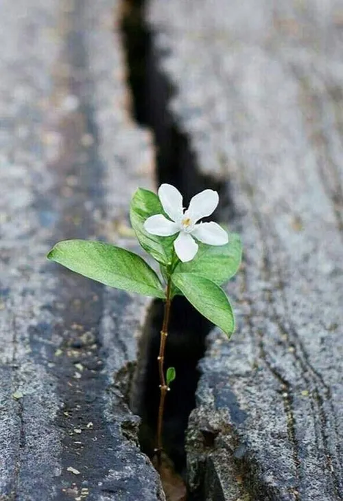 راهت رو که پیدا کنی رشد خواهی کرد...