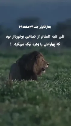 پرو مکس پلاس بود مولا