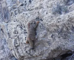 تصویری از گربه‌ی پالاس بجنورد