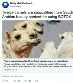 جالب بدونید در عربستان 12 نفر شتر به دلیل انجام عمل زیبای