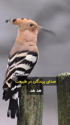 صدای پرندگان در طبیعت. :>