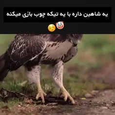 داری فکر میکنی شاهین داره بازی میکنه بلکه داره تمرین میکن
