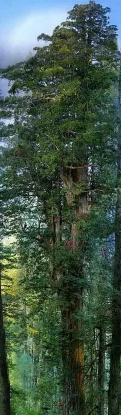 درخت چوب سرخ هایپریون در پارک ملی ردوود در شمال کالیفرنیا