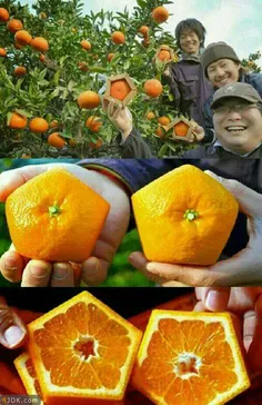 پرتقال 5ضلعی😍