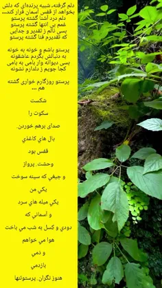 پرنده ام و در قفس دلتنگ بام تو