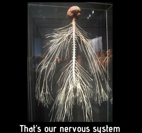 خلاقیت خالق سیستم عصبی