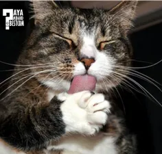 میدانید چرا گربه ها بدنشان را لیس میزنند؟