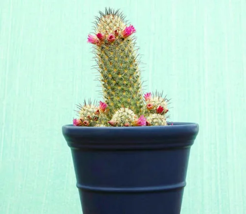 ‍ ۸- اسکوباریا –  Pincushion Cactus